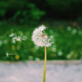 dandelion0.JPG