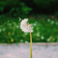 dandelion1.JPG