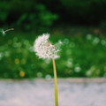 dandelion2.JPG