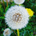 dandelion3.jpg