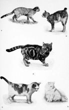 Pictures of several kinds of cats