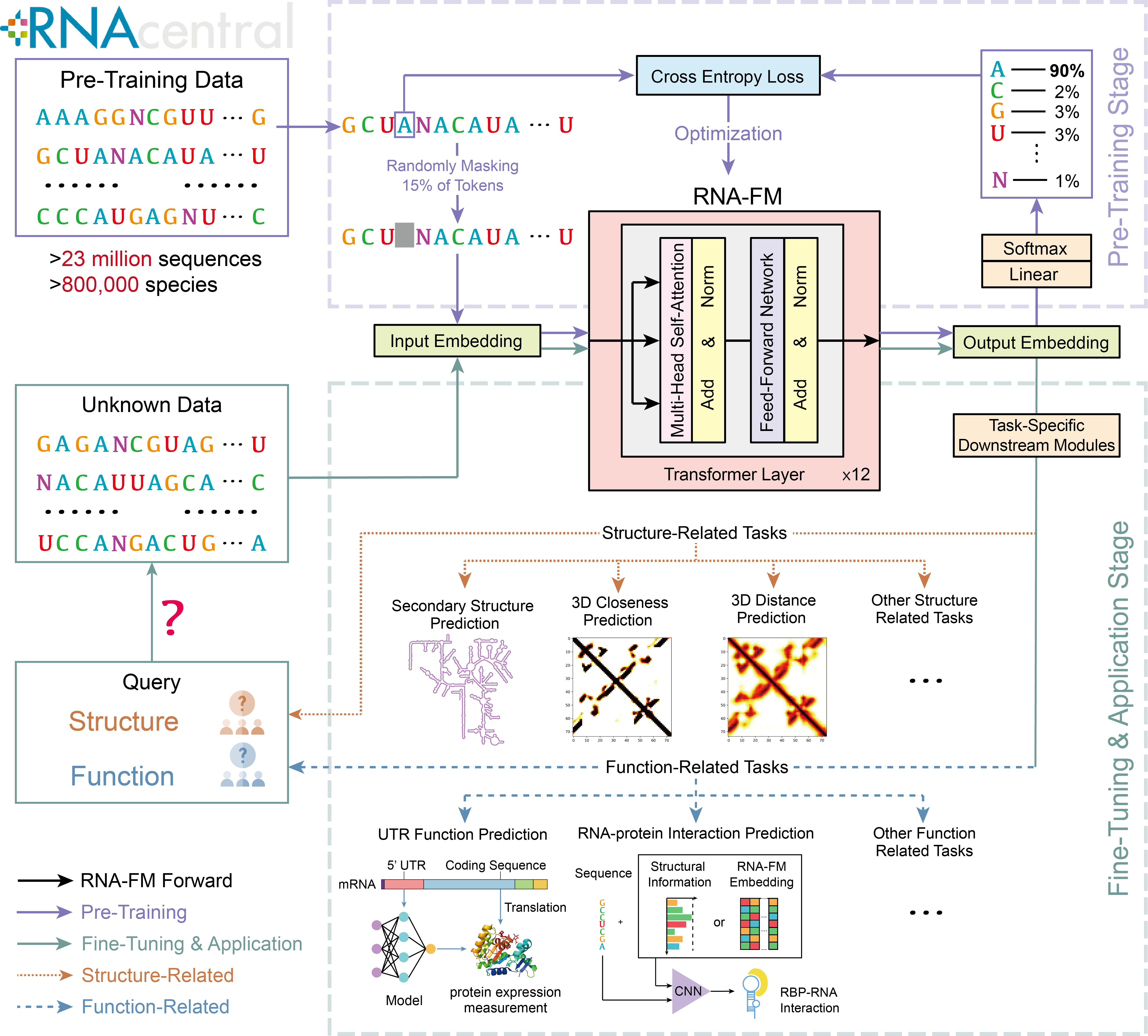 RNA-FM Overview