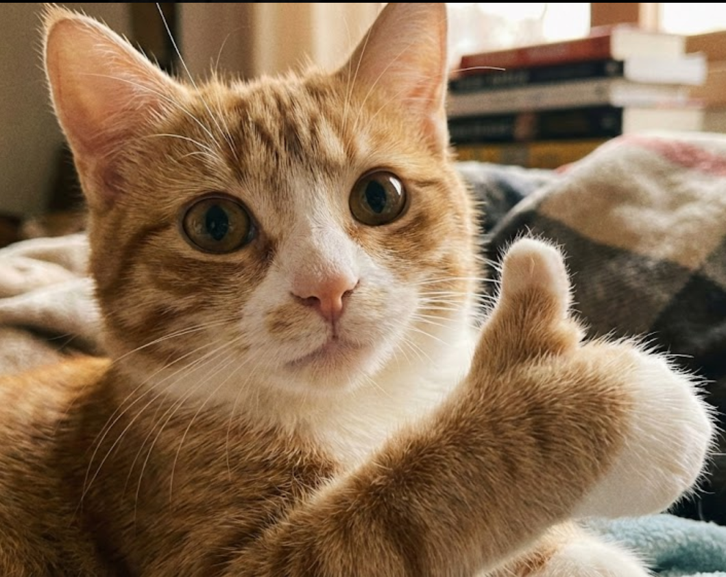 cats_thumbs_up