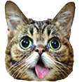 lilbub