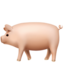 pig2