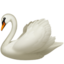 swan