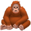 orangutan