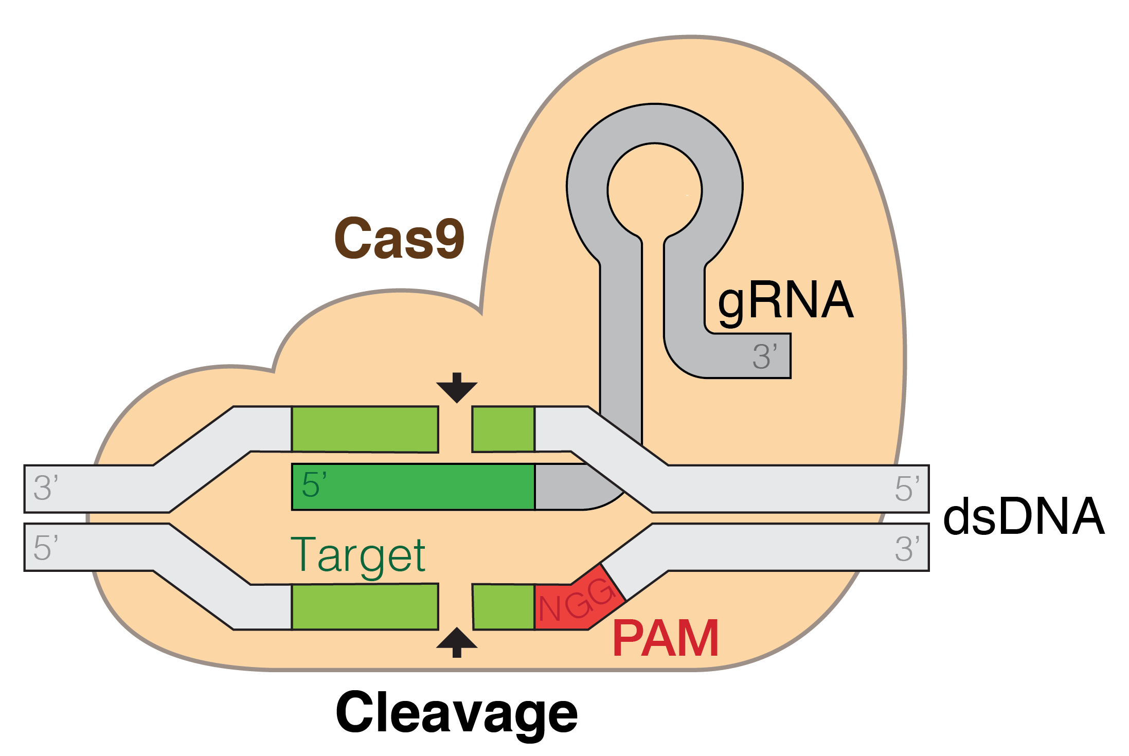 crispr