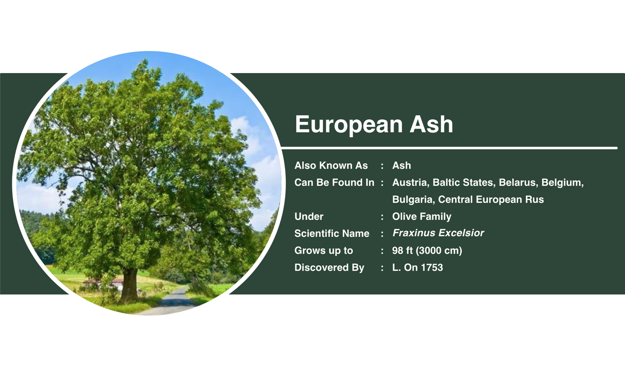 European Ash