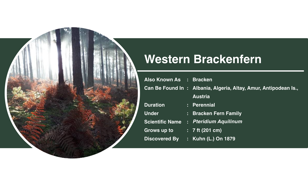 Western Brackenfern