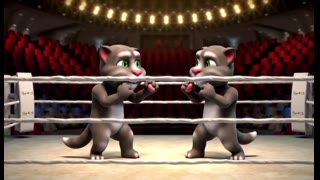 r=64, cats boxing