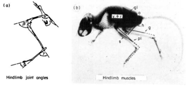 leg joints