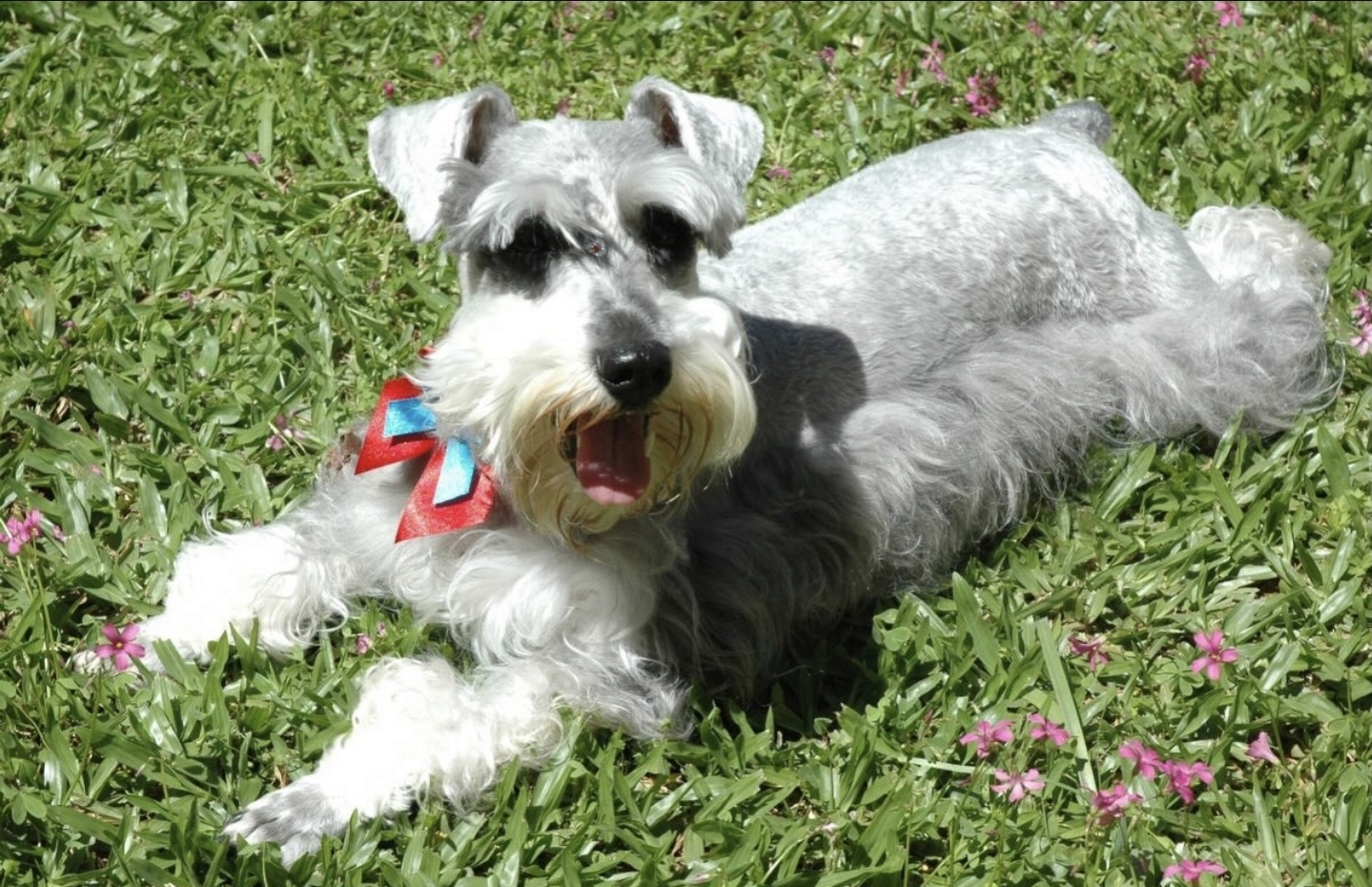 Capitu