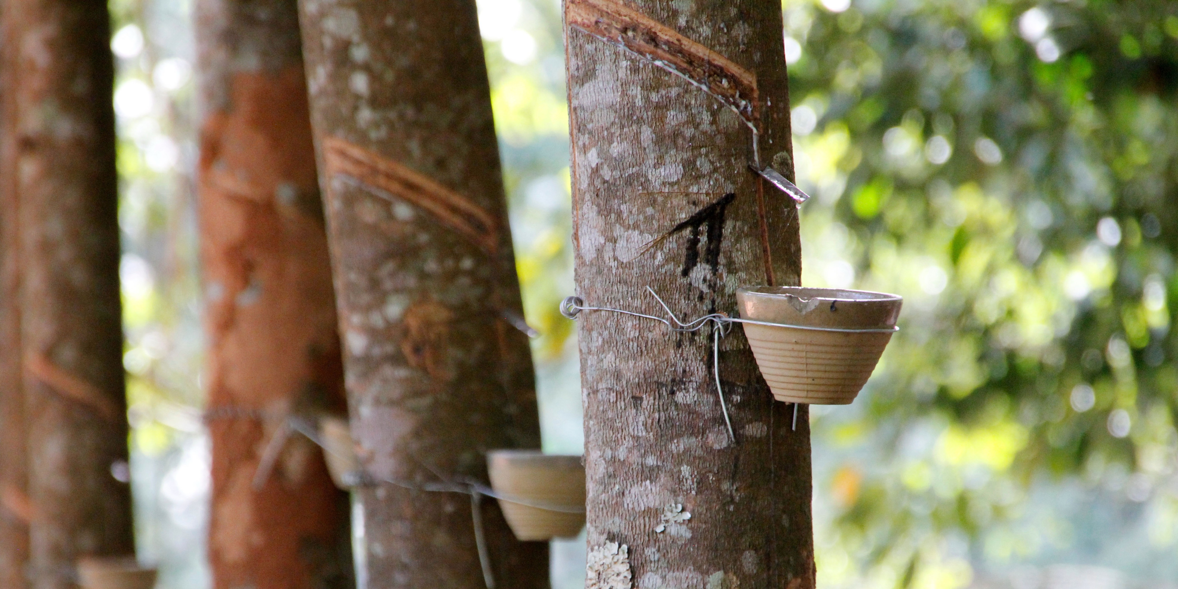 A picture of resin extraction from several tree.