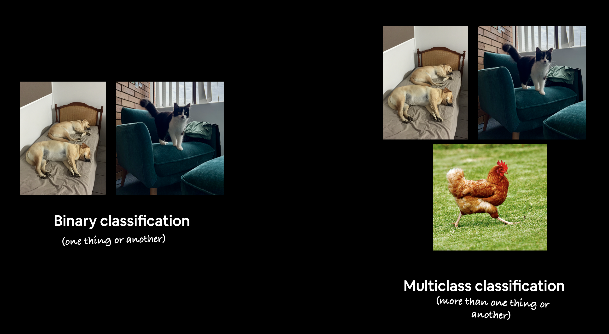 binary vs multi-class classification image with the example of dog vs cat for binary classification and dog vs cat vs chicken for multi-class classification
