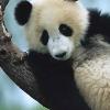 cropped_panda