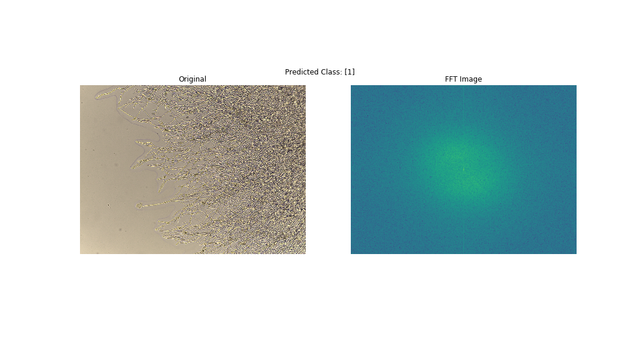Microscope images from a past student project that classifies filamentous fungi by phylum using machine learning.