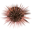 Urchin Logo