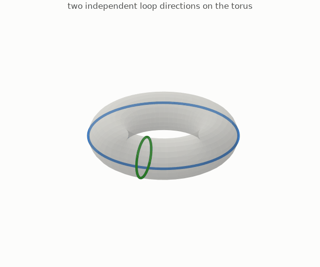 A torus rotates in three dimensions and displays its two independent loop directions