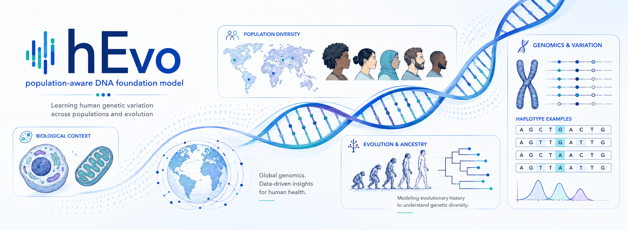 hEvo: learning human genetic variation across populations and evolution
