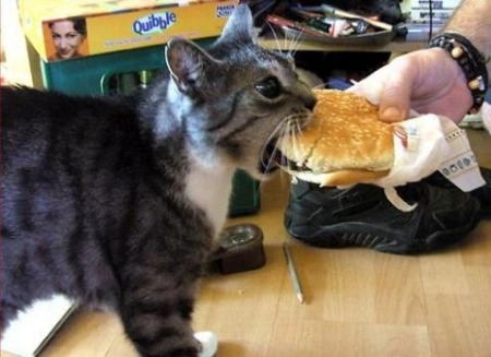 burgercat