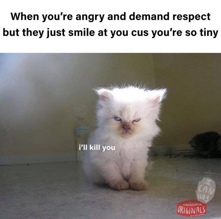 catangrycute.jpg