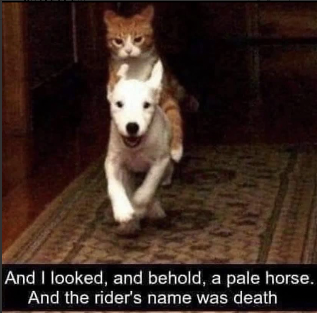 catridingdog