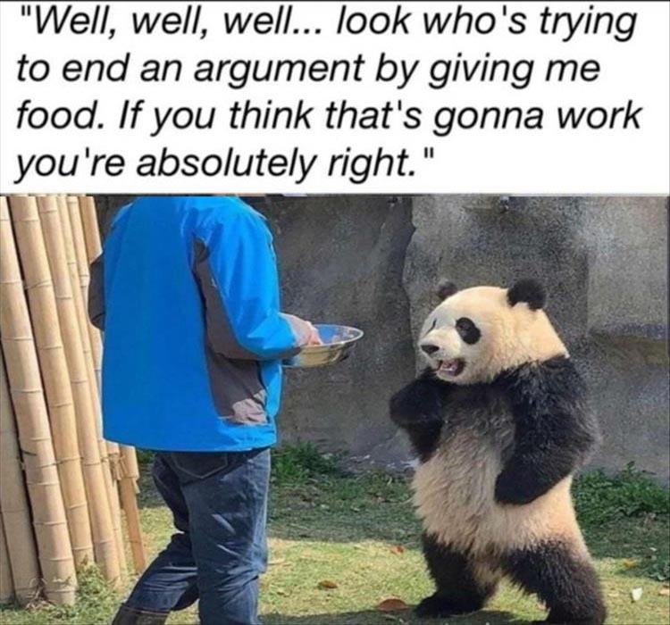 panda.jpeg