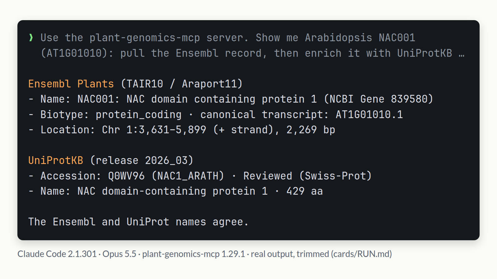Claude Code (Opus 5.5) と plant-genomics-mcp 1.29.1 が、シロイヌナズナの NAC001(AT1G01010)についてのプロンプトに回答しています。Ensembl Plants のレコード(Chr 1:3,631-5,899、protein_coding)と UniProtKB のエントリ Q0WV96(NAC1_ARATH、reviewed、429 aa)が表示されています。実際の出力を抜粋