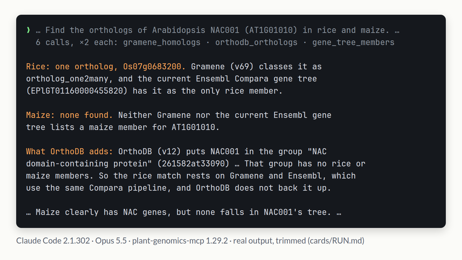 plant-genomics-mcp を 6 回呼び出した後の Claude Code(Opus 5.5):AT1G01010 のイネのオルソログは Os07g0683200(Gramene v69 の ortholog_one2many。Ensembl 遺伝子ツリー EPlGT01160000455820 における唯一のイネのメンバー)。いずれのデータベースにもトウモロコシのオルソログはありません。OrthoDB の NAC グループにもイネまたはトウモロコシのメンバーがないため、イネの対応遺伝子を裏付けていません