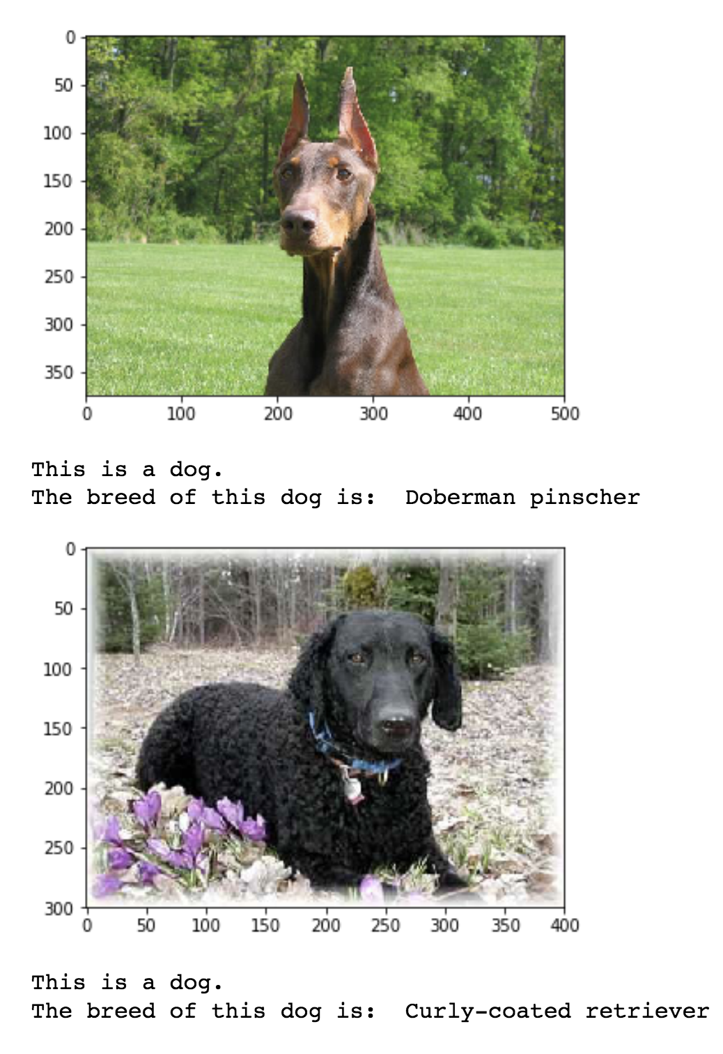 GitHub - aurora1007/Dog-Breed-Identification: An algorithm that could ...