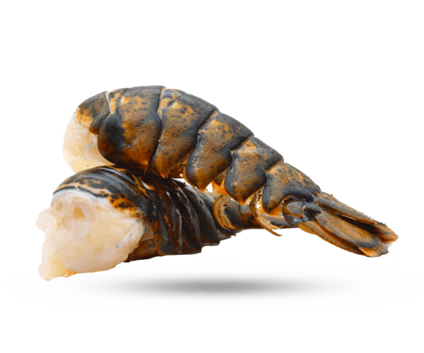 Lobster Tail