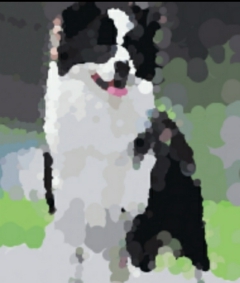 github.com/googege/collie