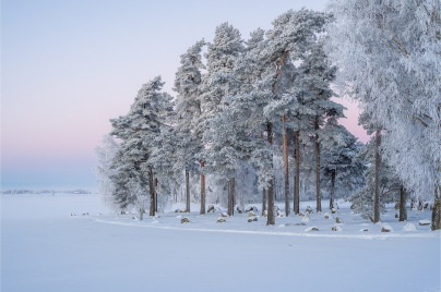 Imagem de uma paisagem de inverno com árvores e neve