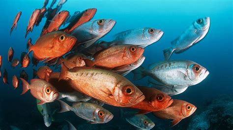 Bagaimana Cara Memastikan Bahwa Ikan Tambak Mendapatkan Asupan Vitamin D yang Cukup?