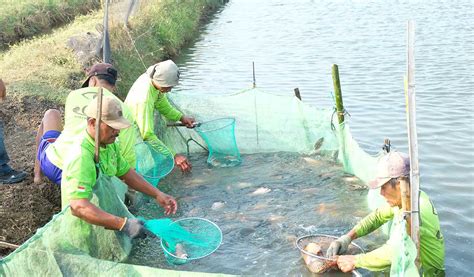 Teknik Panen Ikan yang Benar dan Aman