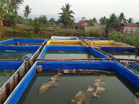 Teknik Budidaya Ikan Gurame di Tambak