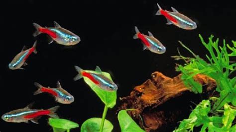 Cara Budidaya Ikan Neon Tetra