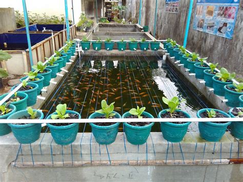 Tips Budidaya Ikan Goldfish di Kolam Pekarangan