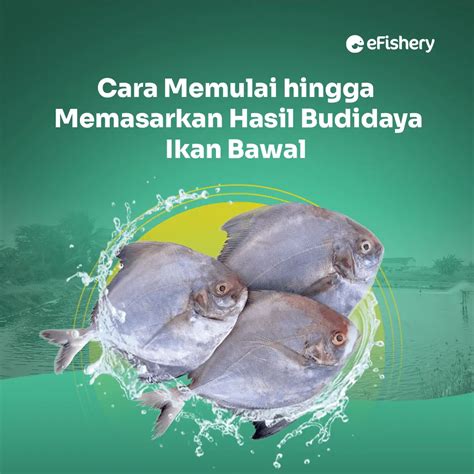 Budidaya Ikan Bawal: Keuntungan dan Tekniknya