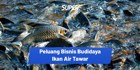 Peluang Bisnis Budidaya Ikan Air Laut