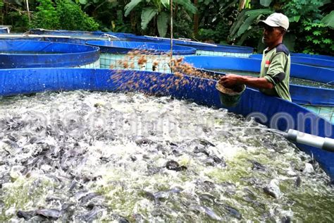 Meningkatkan Produktivitas Budidaya Ikan dengan Inovasi