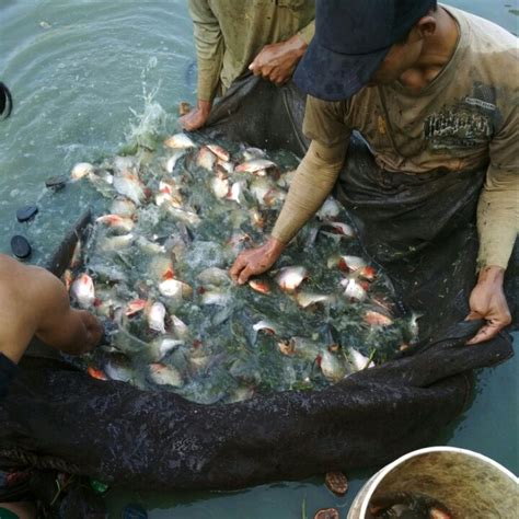 Cara Budidaya Ikan Bawal di Kolam Terpal