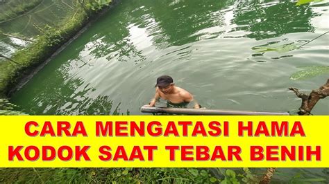 Cara Efektif Mengatasi Hama di Kolam Ikan