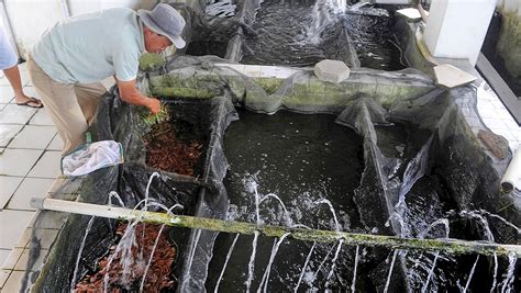 Meningkatkan Produktivitas Budidaya Ikan Hias