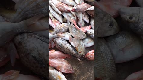 Bagaimana Cara Memilih Makanan yang Tepat untuk Ikan Tambak?