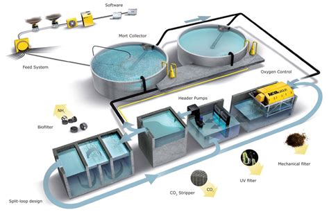 Budidaya Ikan dengan Sistem Recirculating Aquaculture System (RAS)