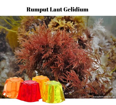 Agar-Agar Rumput Laut: Sumber Kolagen dan Manfaat Kesehatan