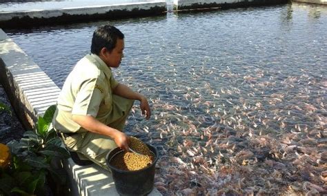 Manfaat Pemberian Pakan Ikan Tambak