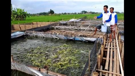 Rahasia Sukses Budidaya Ikan Lele